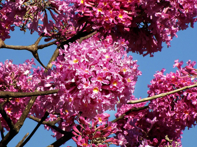 تابوبيا وردية شجرة