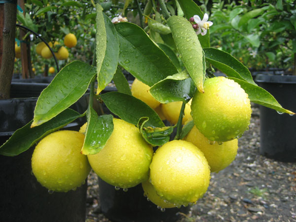 Image result for ‫صور الليمون‬‎